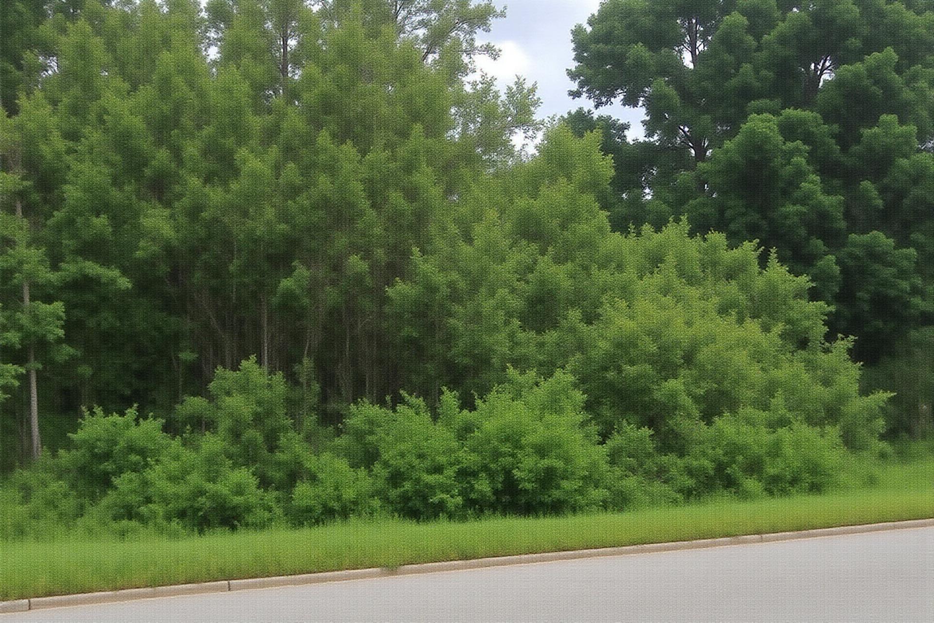 Before - Forestry Mulching Project